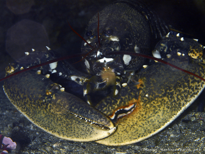 European lobster (Madeira Decapoda) · iNaturalist