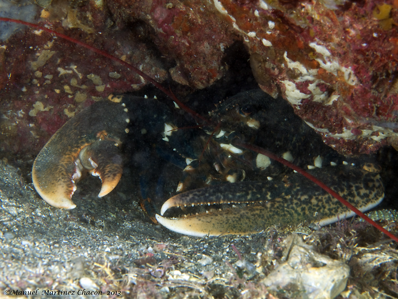 European lobster (Madeira Decapoda) · iNaturalist