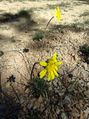 Leucanthemopsis pallida, photograph 2