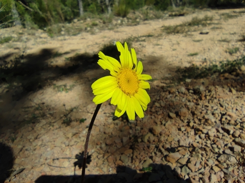 Leucanthemopsis pallida, photograph 3