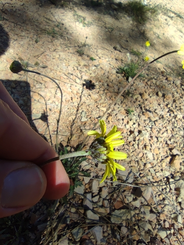 Leucanthemopsis pallida, photograph 5