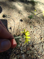 Leucanthemopsis pallida, photograph (c) Santiago Martín-Bravo, some rights reserved (CC BY)