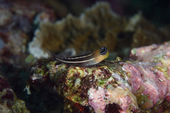 White-Lined Coralblenny photo 2