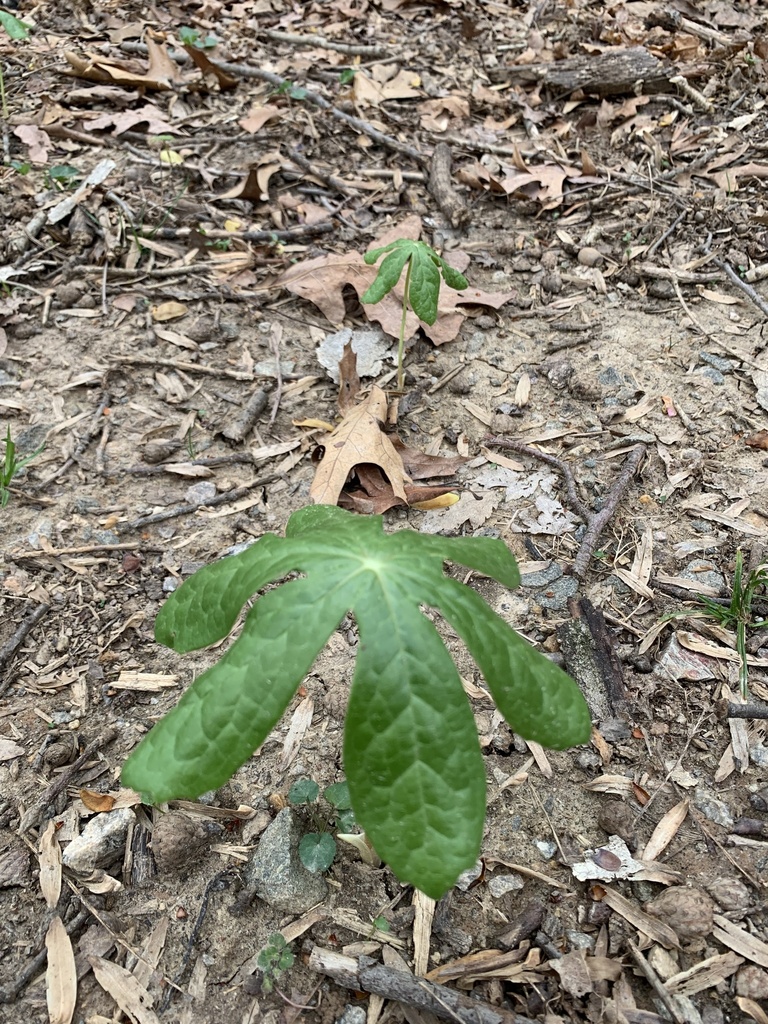 mayapple from Dunn Loring Community Park, Dunn Loring, VA, US on April