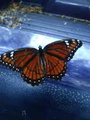 Limenitis archippus floridensis