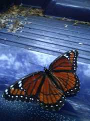 Limenitis archippus floridensis