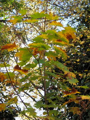 Acer macrophyllum