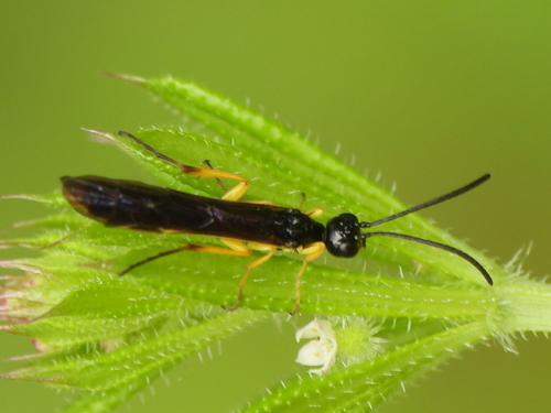 Wheat Stem Sawfly photo 2