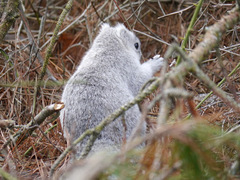 Sciurus niger cinereus