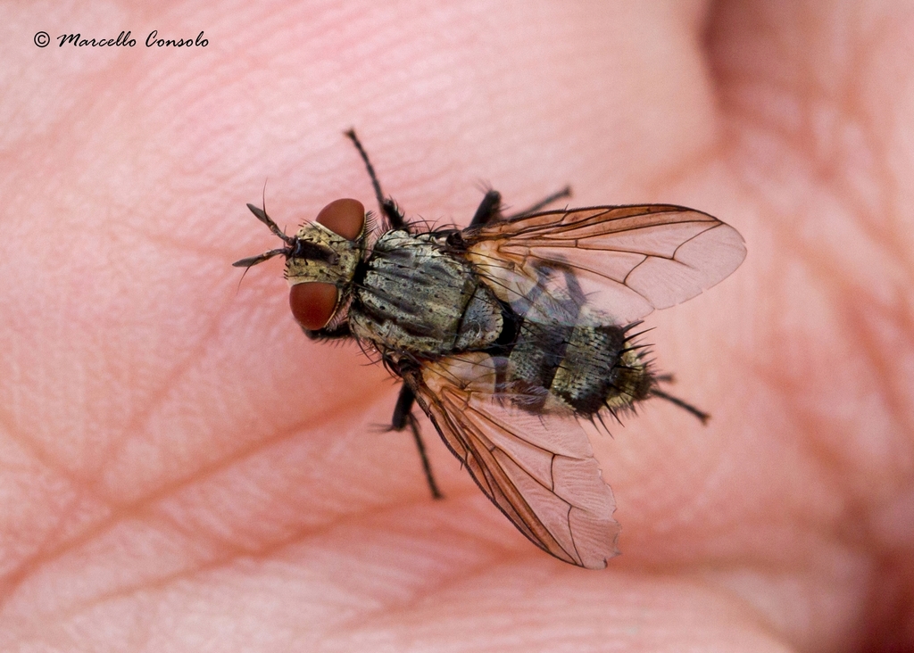 Exorista fasciata