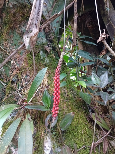 Image of Anthurium gracile by (c) Martha Lucia Ortiz-Moreno, some rights reserved (CC BY)