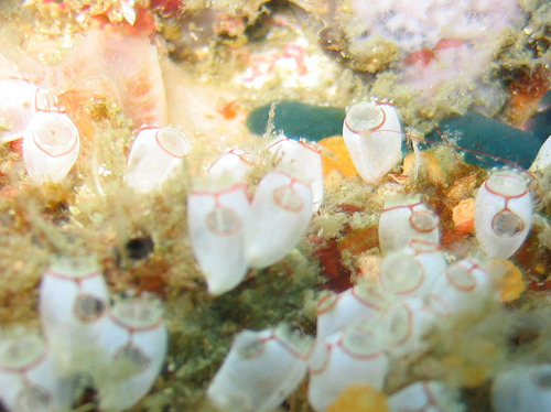 Representative image of Perophoridae