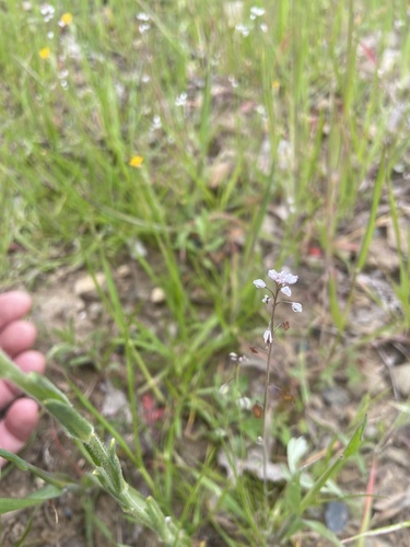 iNaturalist observation photo of Mountain fringepod