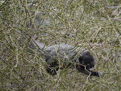 Sciurus niger cinereus