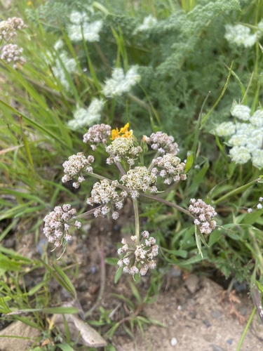 iNaturalist observation photo of woollyfruit desertparsley