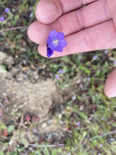 iNaturalist observation photo of blue dicks