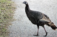 Meleagris gallopavo intermedia
