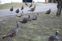 Meleagris gallopavo intermedia