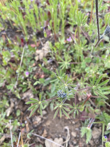 iNaturalist observation photo of Miniature Lupine