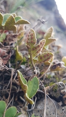 Pleopeltis thyssanolepis