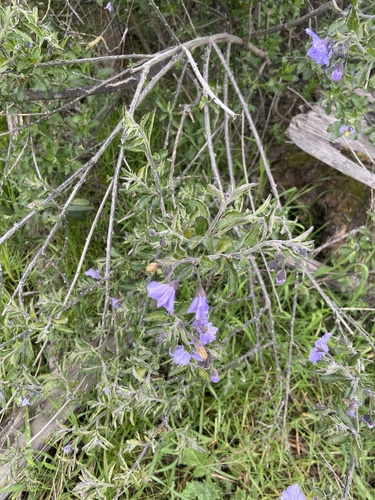 iNaturalist observation photo of bluewitch nightshade