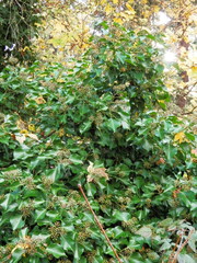 Hedera helix