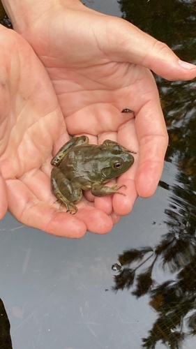 iNaturalist observation photo of American Bullfrog