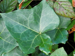 Hedera helix