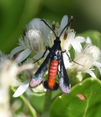 Synanthedon geliformis