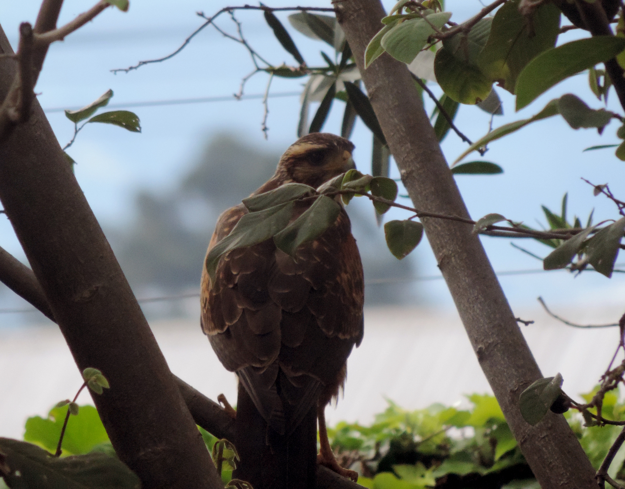 Parabuteo image