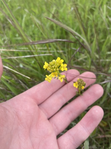 iNaturalist observation photo of American yellowrocket
