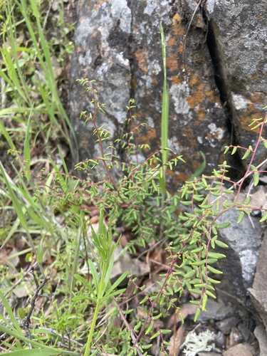 iNaturalist observation photo of Coffee Fern
