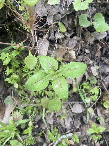 iNaturalist observation photo of Clarkias