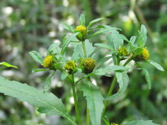 Bidens comosa