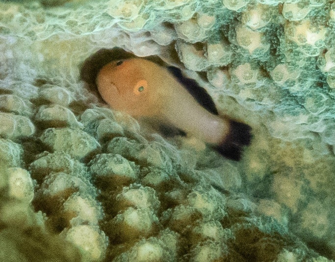 Paragobiodon kasaii
