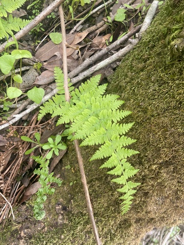 iNaturalist observation photo of coastal woodfern