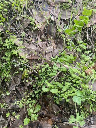 iNaturalist observation photo of California Maidenhair Fern