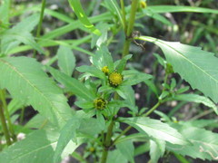 Bidens comosa