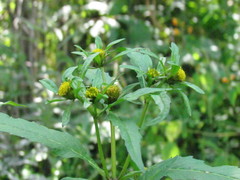 Bidens comosa