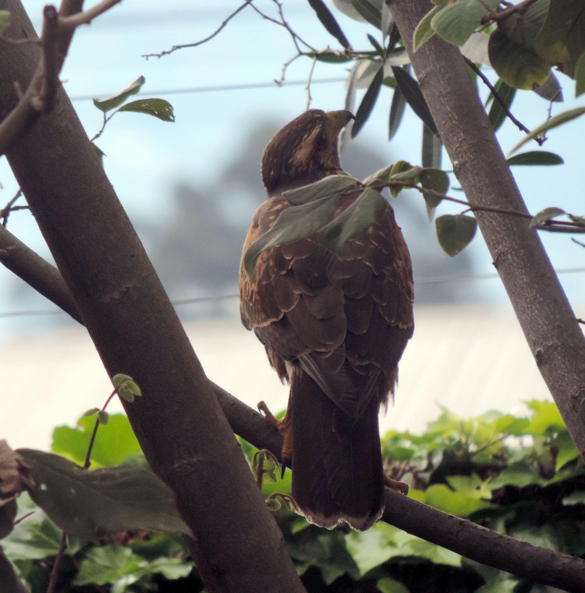 Parabuteo unicinctus image