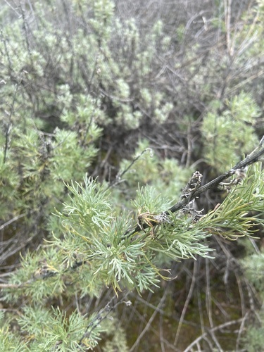 iNaturalist observation photo of California sagebrush
