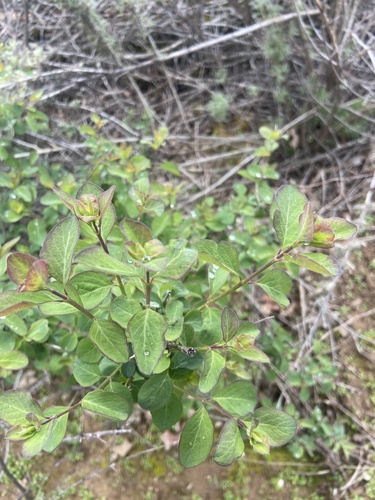 iNaturalist observation photo of Common Snowberry