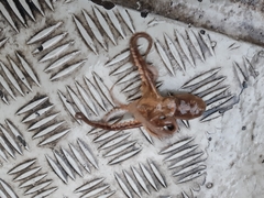 Amphioctopus membranaceus