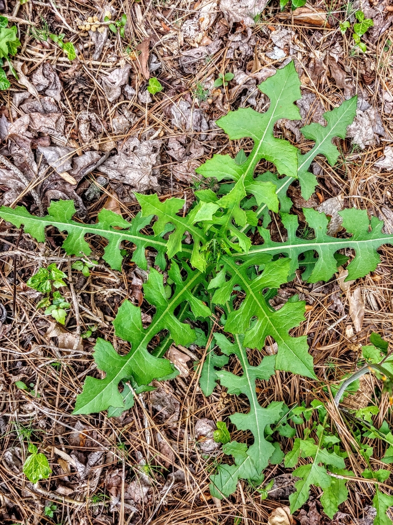 hairy lettuce in April 2023 by janeyair · iNaturalist