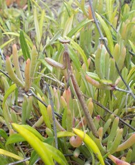 Stagmomantis limbata