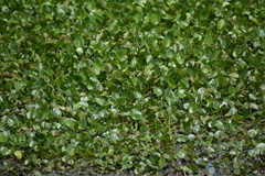 Phillip Salzinger, CC0, iNaturalist via GBIF Hydrocharis spongia, photograph Phillip Salzinger, CC0, iNaturalist via GBIF
