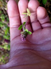 Trifolium ligusticum image