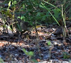Setophaga palmarum image