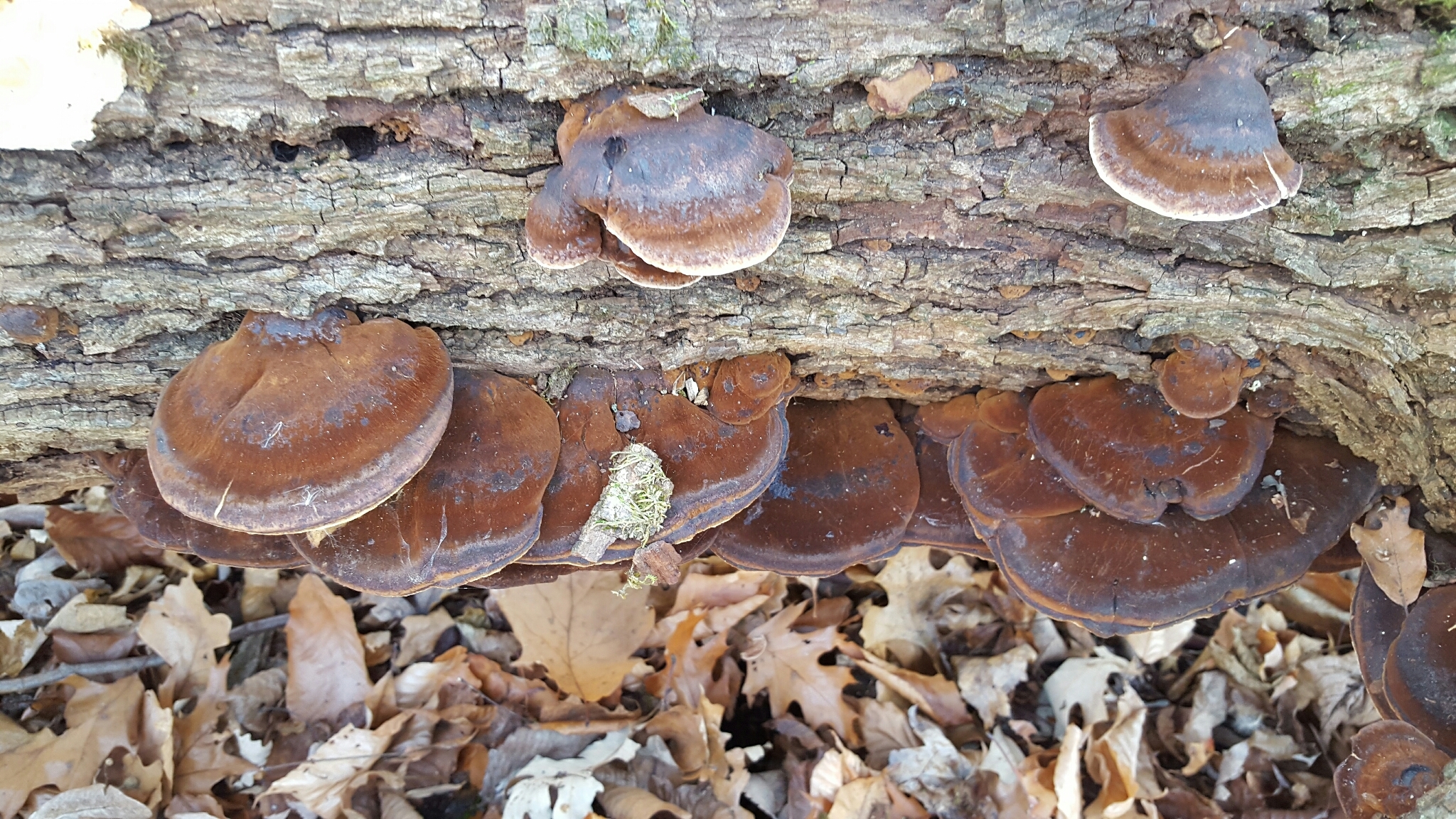 Ischnoderma resinosum image