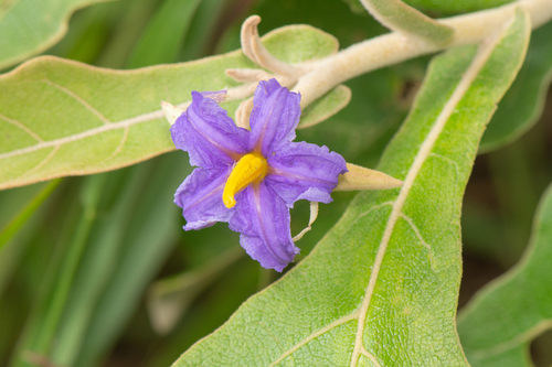 Solanum gomphodes